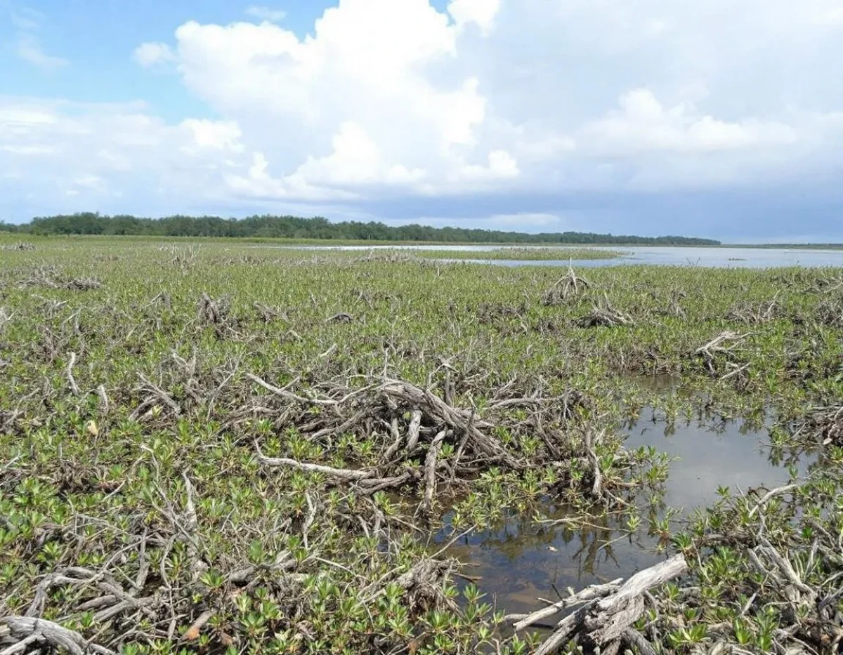 L'Encadrement Juridique des Projets de Restauration des Mangroves : Défis et Perspectives